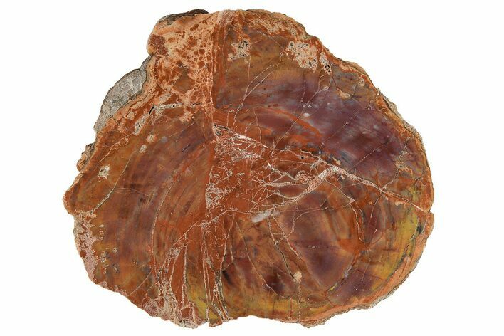 Polished, Petrified Wood (Araucarioxylon) - Arizona #207336
